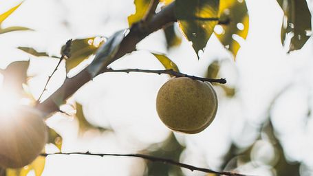 Erntezeit im Herbst