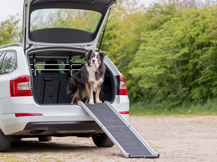 Trixie Hunde Autozubehör Ein fröhlicher Hund sitzt im Inneren des geöffneten Kofferraums und schaut neugierig heraus. Direkt neben dem Auto liegt eine klappbare Rampe der Marke TRIXIE. Diese Rampe dient dazu, dem Hund ein bequemes und sicheres Ein- und Aussteigen aus dem Auto zu ermöglichen.