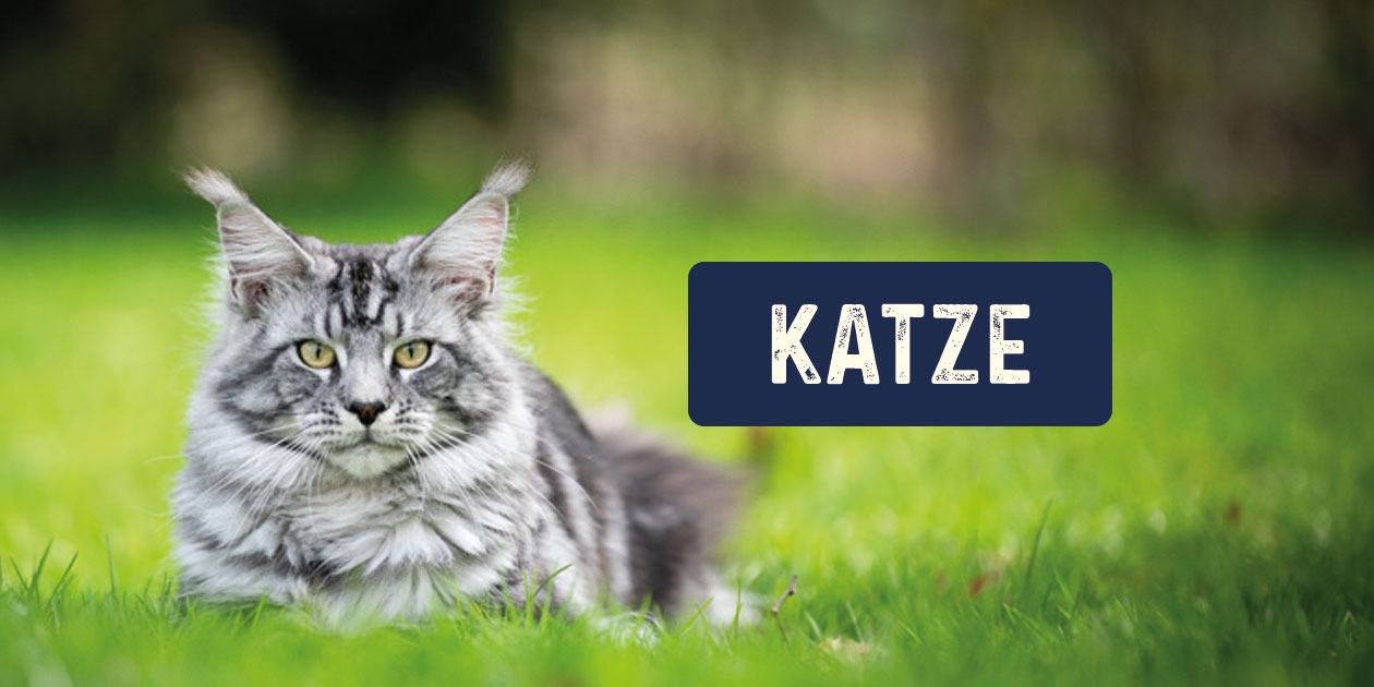 Katzenfutter von Bozita