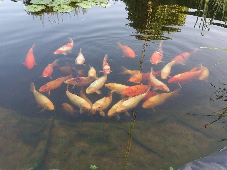 Koifütterung im Gartenteich Ein Schwarm Kois wartet im großen Gartenteich auf die Fütterung.