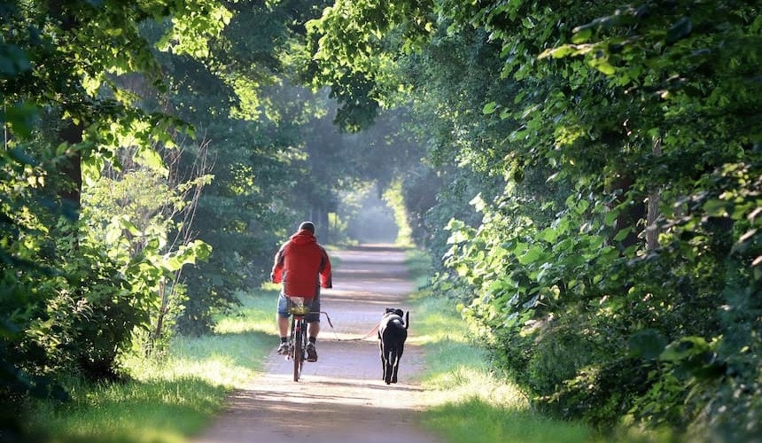 Korrekt auf Abstand: mit einer Fahrradleine Hund an Leine neben Fahrrad