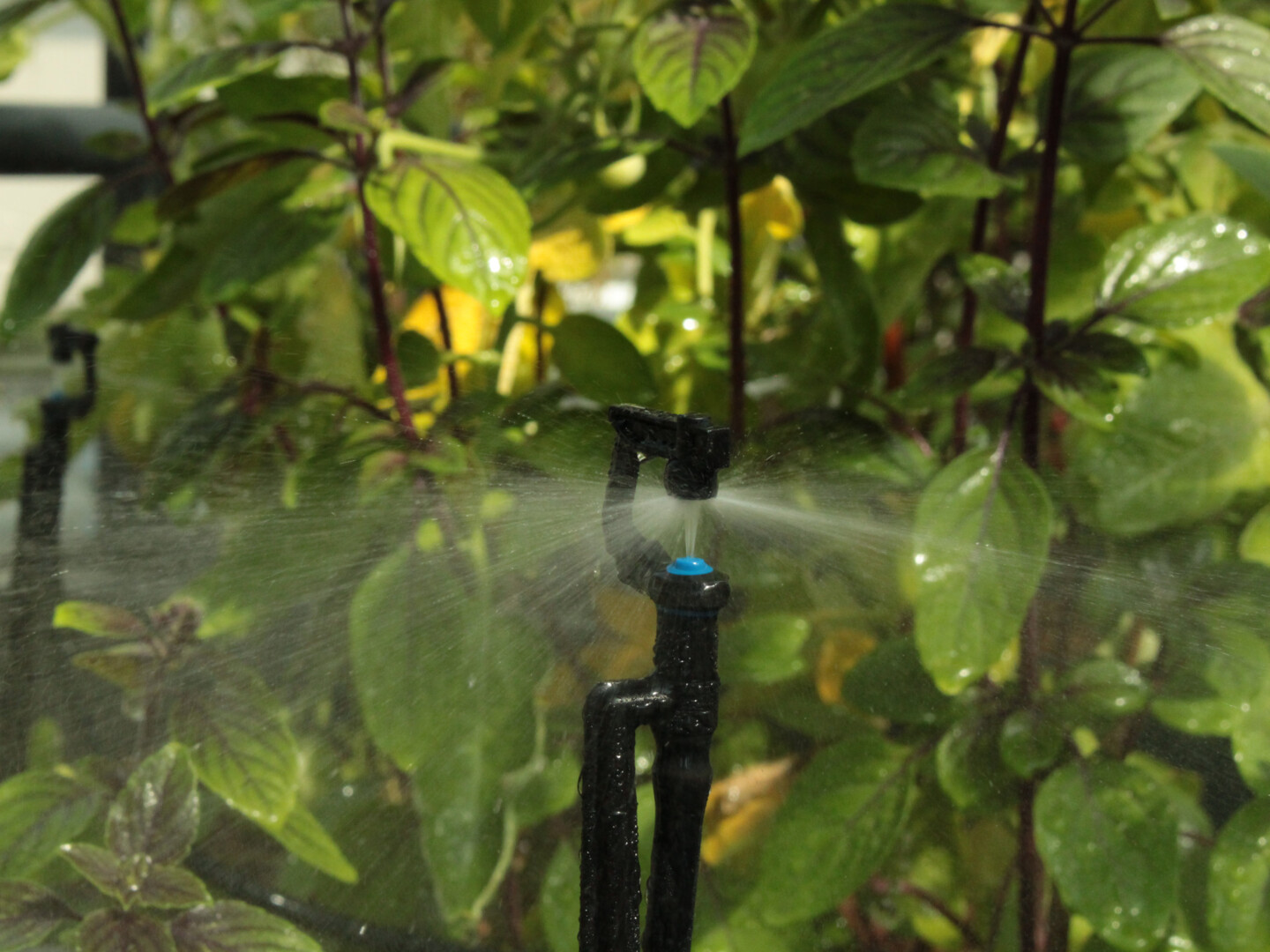 Automatische Bewässerung in einem Gewächshaus