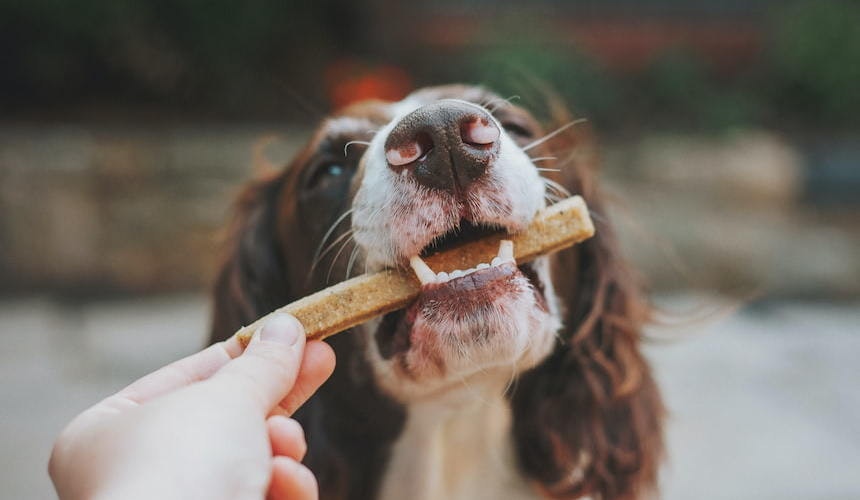Hund frisst Kaustange Glutenfrei? Das richtige Futter für Ihren Hund!