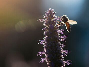 Biene an Lavendelblüte