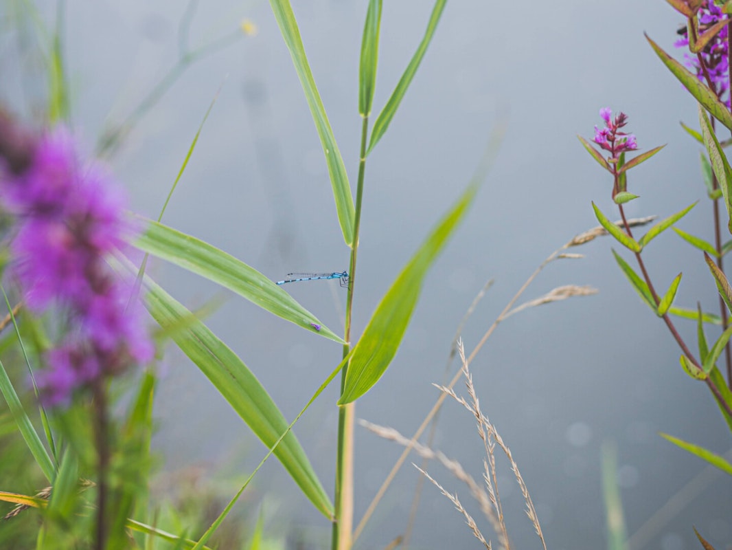 Blumen und Schilf Rund um den Teich wachsen Wasserpflanzen