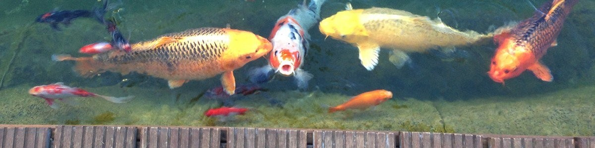 Kois und Goldfische schwimmen nahe an einem Holzsteg. 