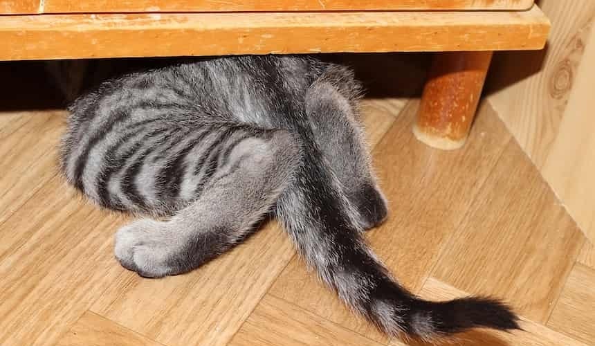 Katze versteckt sich Katze versteckt sich unter einem Schrank
