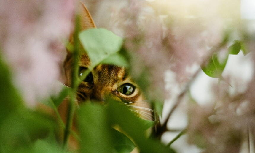 Achtung: Einige Zimmerpflanzen sind für Katzen giftig Katze hinter Zimmerpflanze