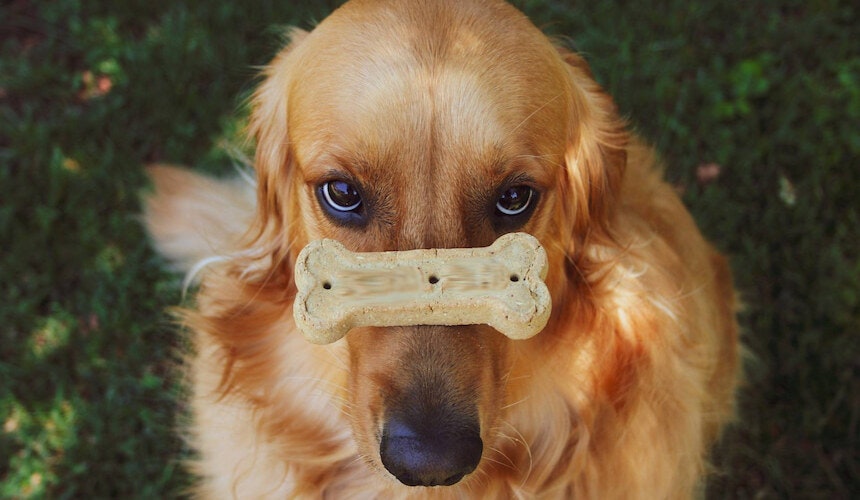 Hund balanciert Knochen auf der Nase Ein Hund hat einen Hundekeks auf der Nase und guckt argwöhnisch