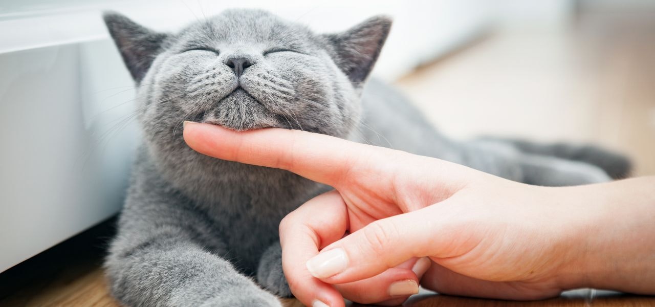 Catit glückliche Katze