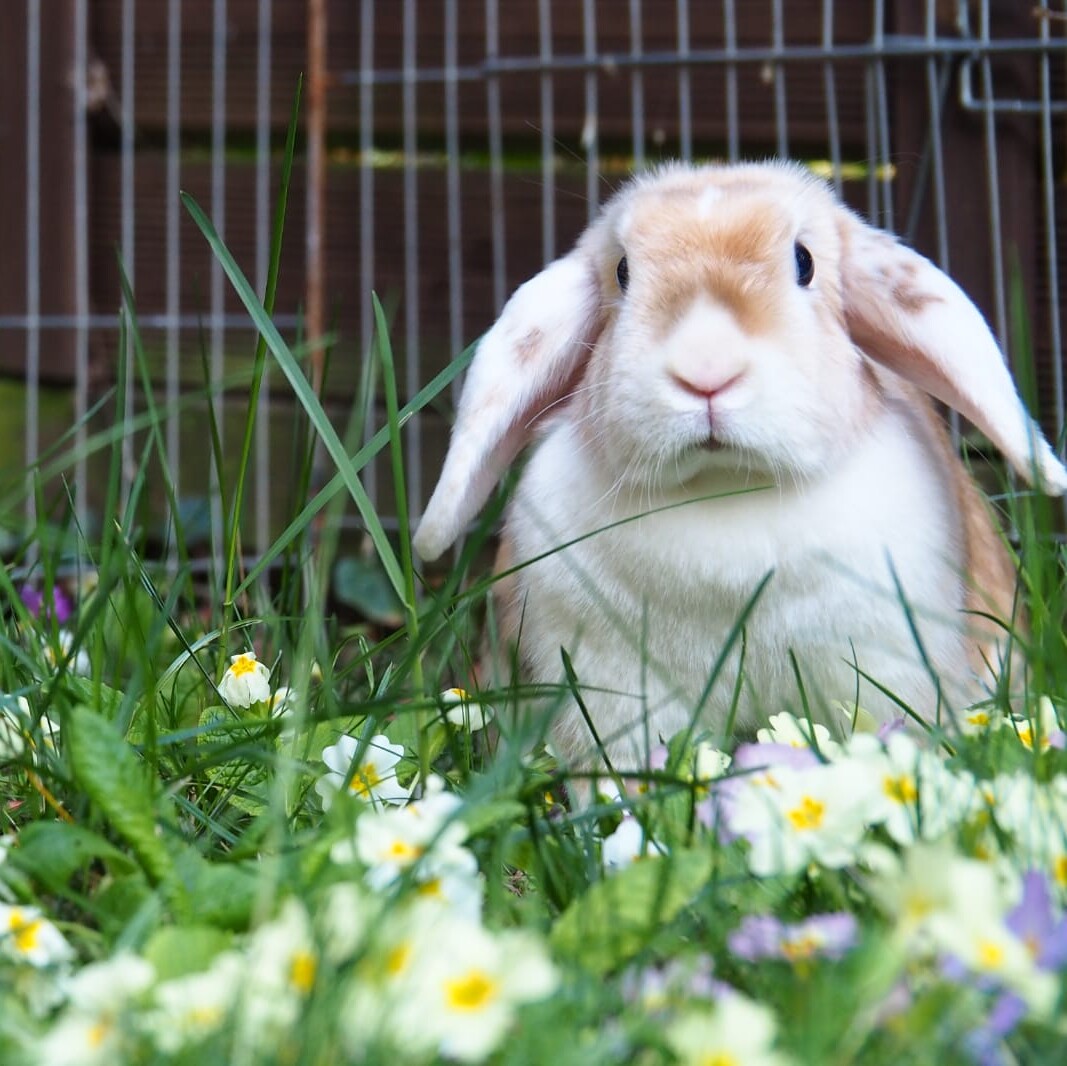 Willkommen im Oster-Garten