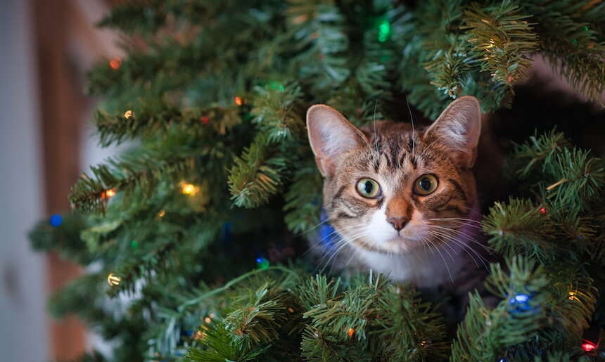 Katze im Weihnachtsbaum Eine Katze sitzt zwischen den Ästen des Weihnachtsbaumes