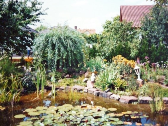 Teich mit Pflanzen Teich mit Pflanzen