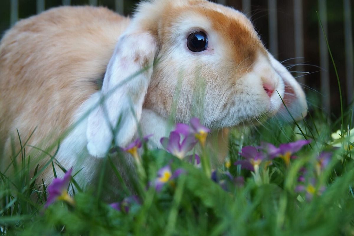 Osterhase in Sicht!