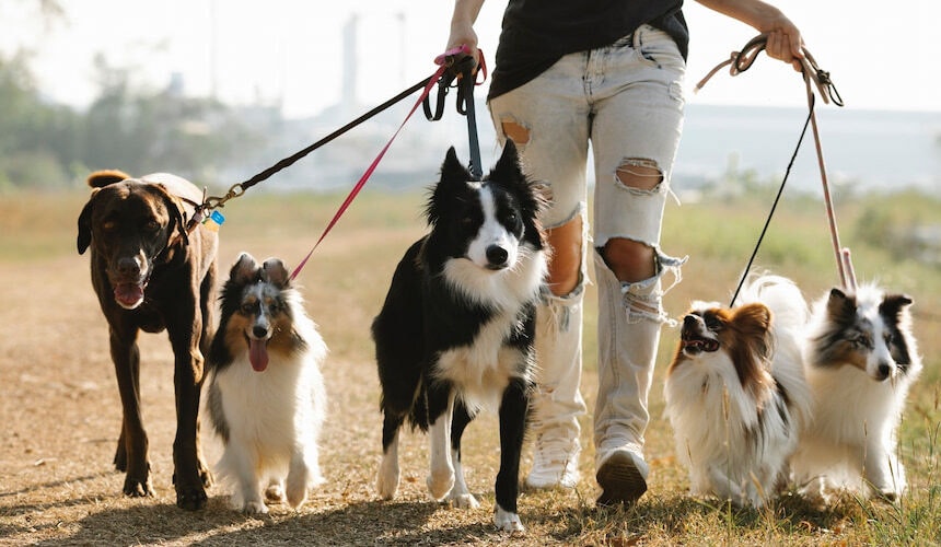 Gut geführt: so macht die Gassi-Runde allen Spaß 5 Hunde an der Leine