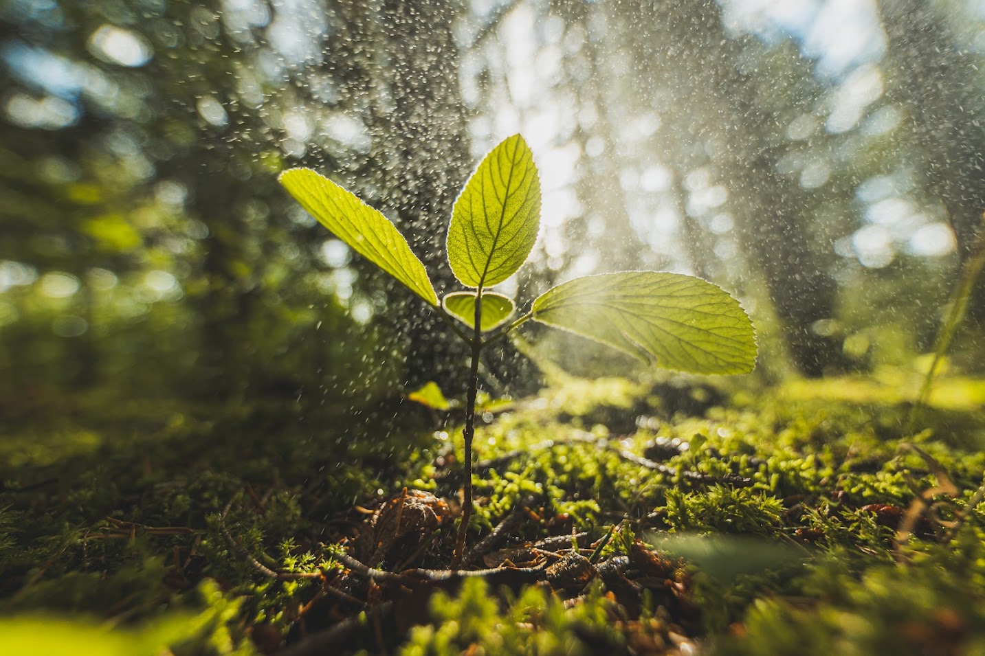 Produktfreisteller links