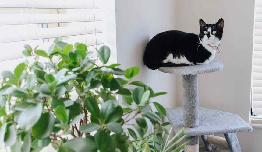 Katze liegt auf dem Kratzbaum Eine Katze liegt auf der Liegeplattform des Kratzbaumes