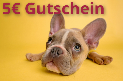 Frau sitz auf der Couch und schaut in ein Smarphone. Ein kleiner Pudel sitzt vor ihr