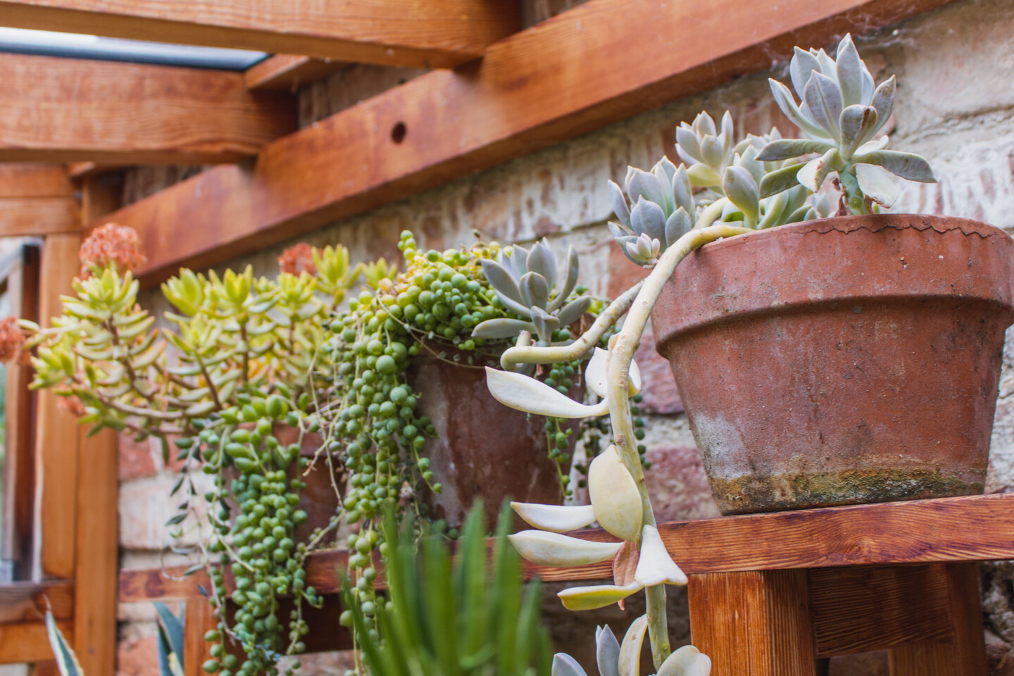 Sukkulenten wachsen nicht nur dort wo es heiß und trocken ist sondern auch bei uns