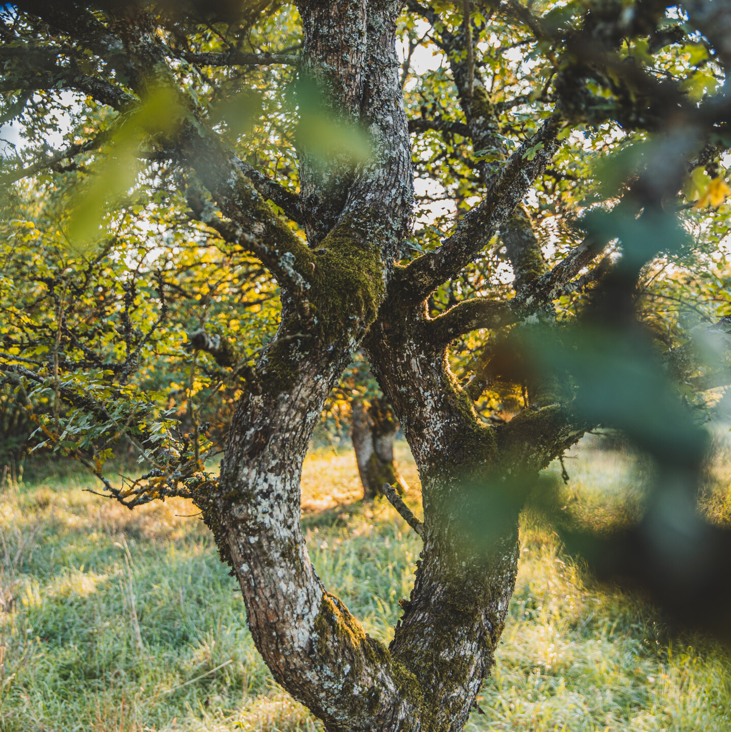 Bunt gefärbte Blätter prägen den Herbst