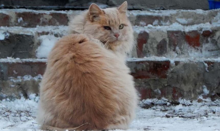 Das warme Winterfell hat eine dichte Unterwolle Katze mit Winterfell im Schnee