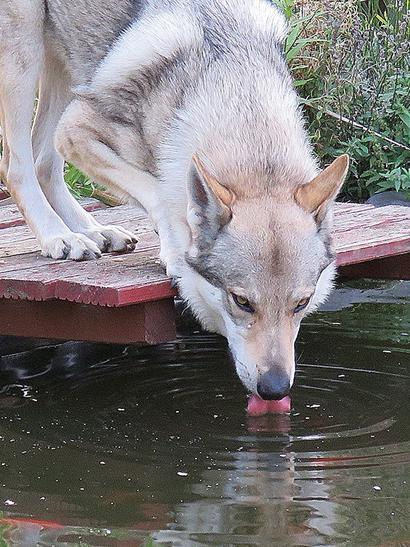 Husky trinkt am Teich Husky trinkt am Teich