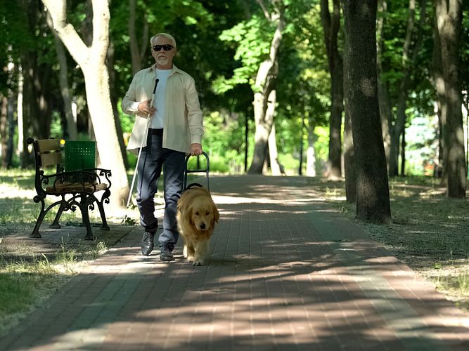 Blindenhunde im Fokus