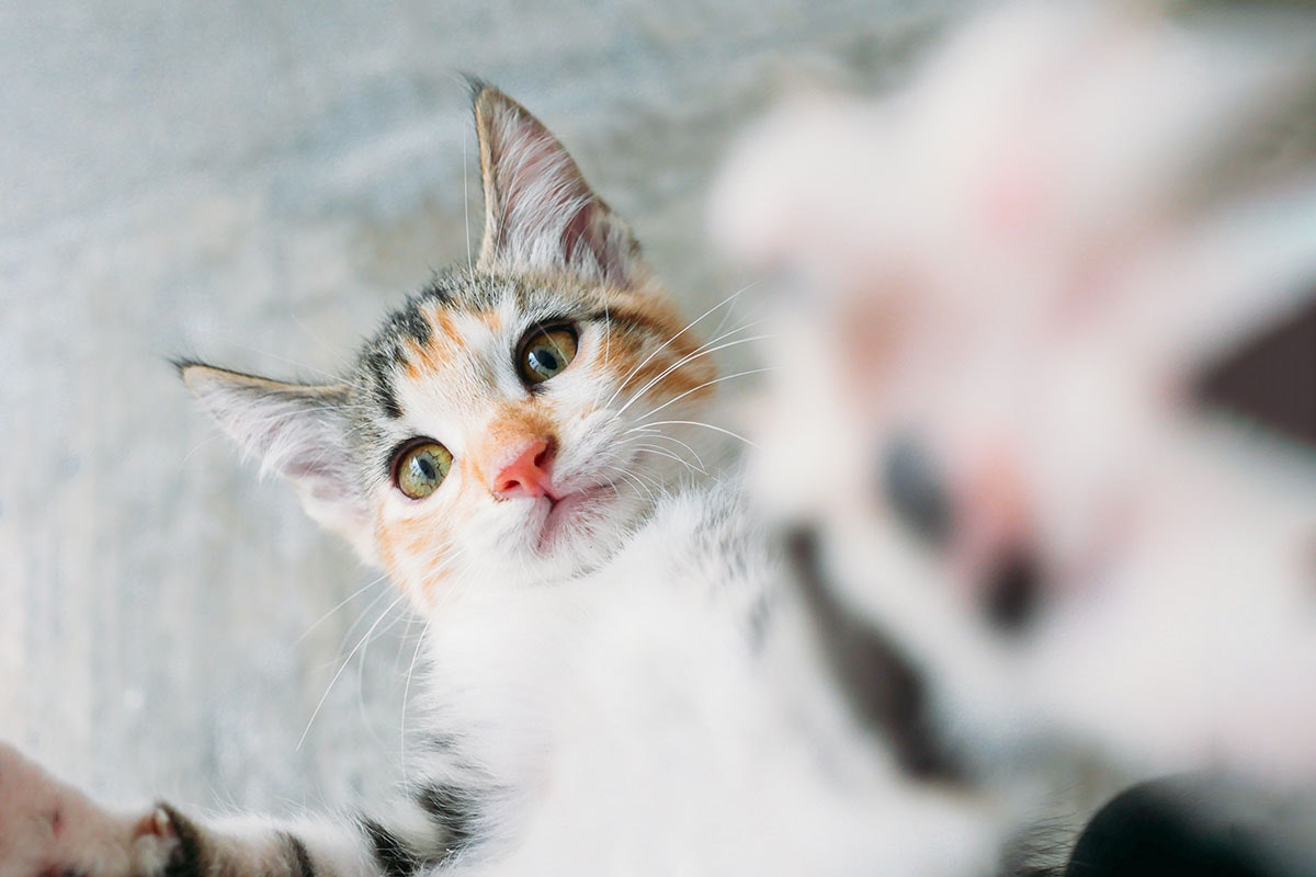 catz finefood titelbild
