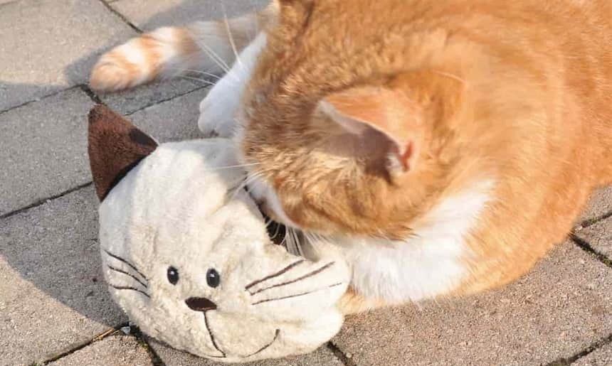 Katzenkissen Katze spielt mit einem Kissen in Form einer Katze
