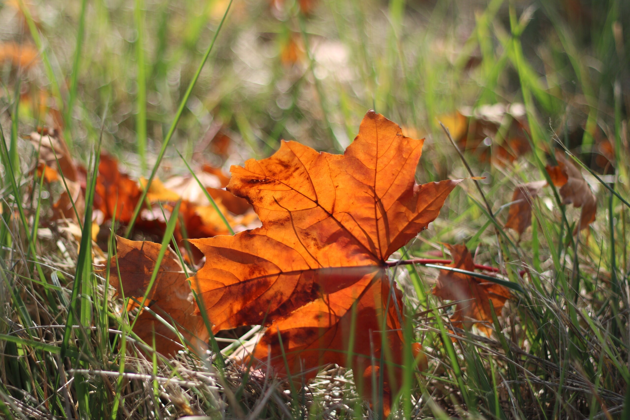 Produktfreisteller links