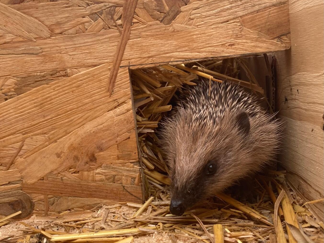 Im Igelhaus stehen Schalen mit Futter und Wasser bereit