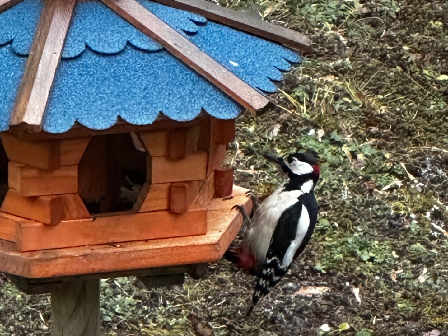 Buntspecht am Futterhaus