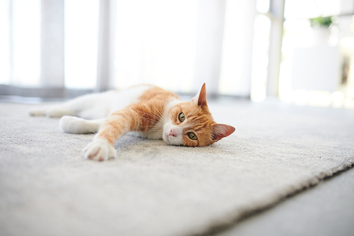 Kranke Katze animonda Spezialnahrung für kranke Katzen