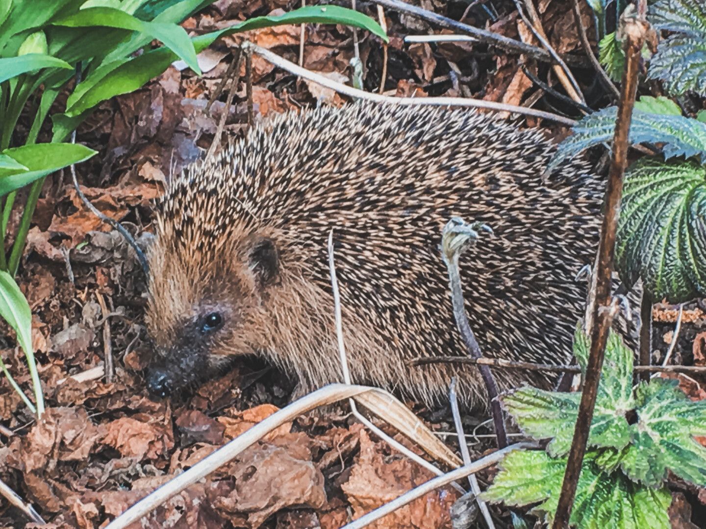 Besuch im Garten: der Igel versteckt sich im Laub