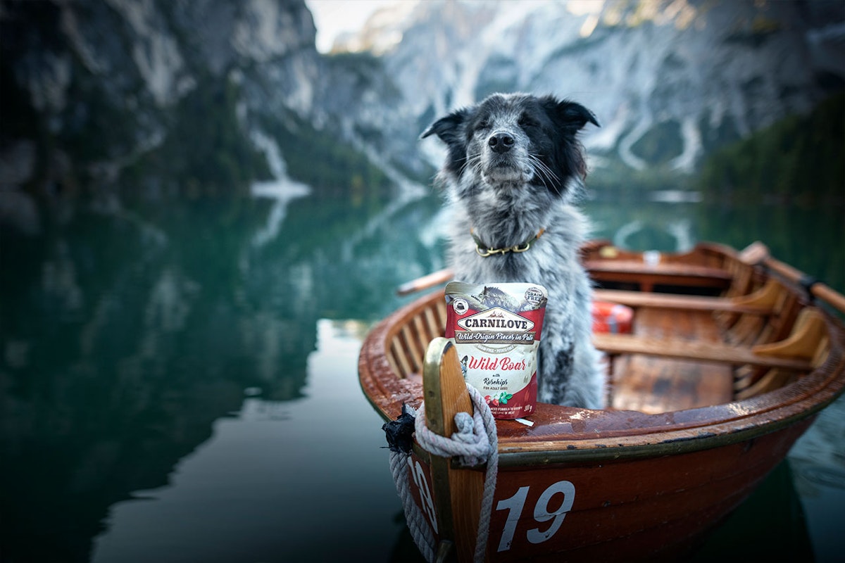 Carnilove ursprüngliche Ernährung für Hunde Hund und Carnilove Futter in einem Boot im Wasser