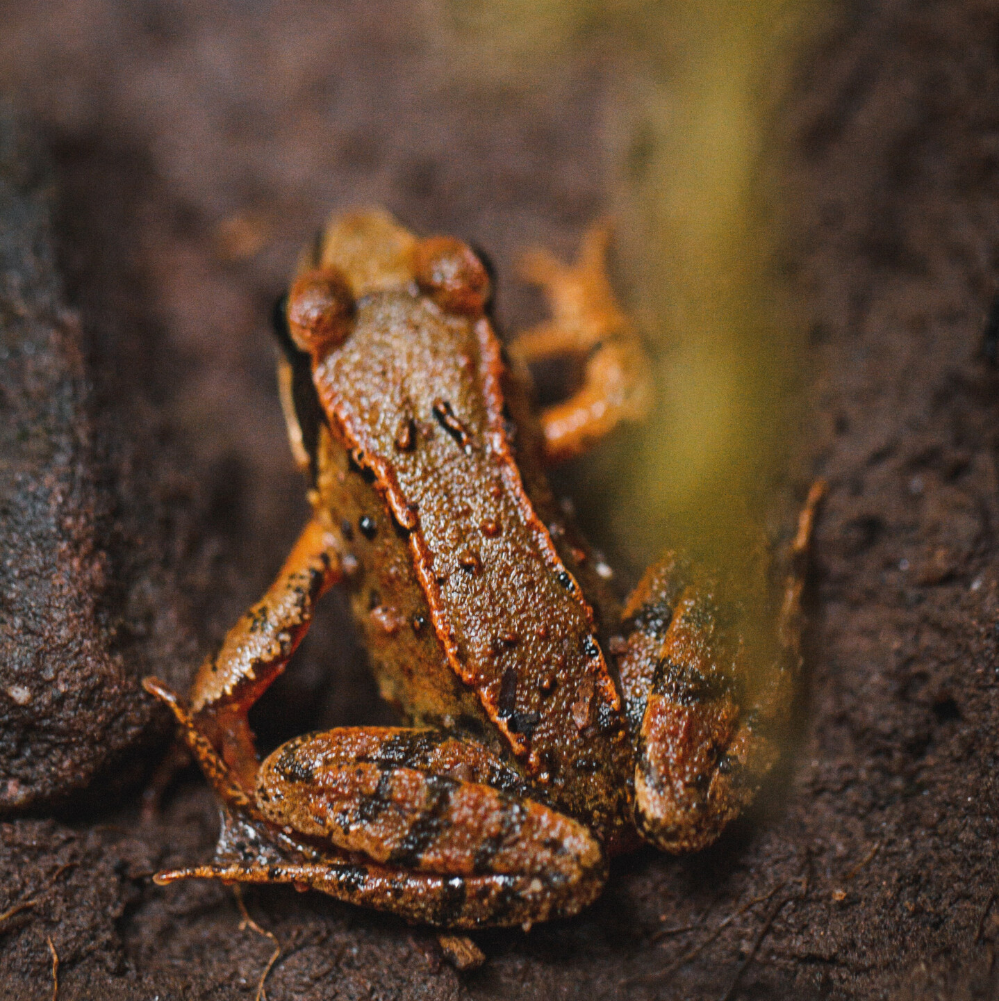 Frösche und Kröten brauchen ein intaktes Ökosystem 