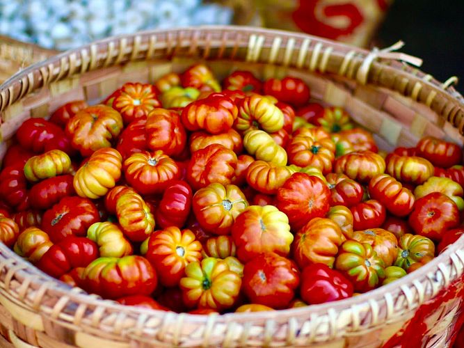 15 Tipps für eine reiche Tomaten-Ernte