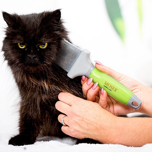 Fellpflege mit Moser Bürste Langhaarige Katze wid mit einer Moser Bürste gekämmt