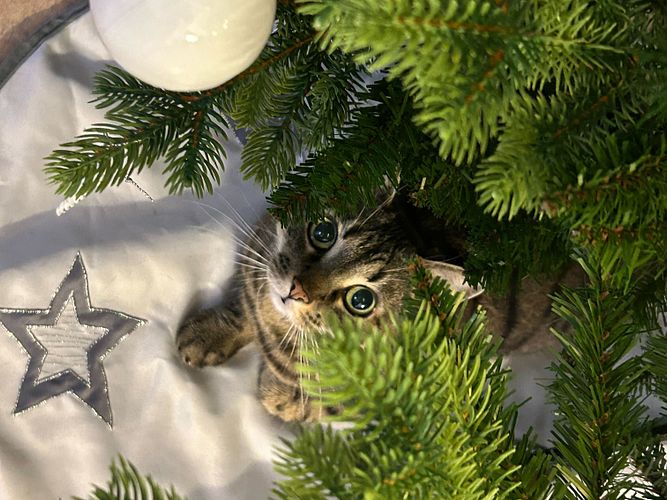 Weihnachtsfest mit Haustieren feiern
