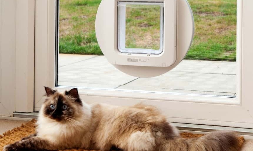 Glastüre mit Katzenklappe Katze liegt vor einer Glastüre mit Katzenklappe