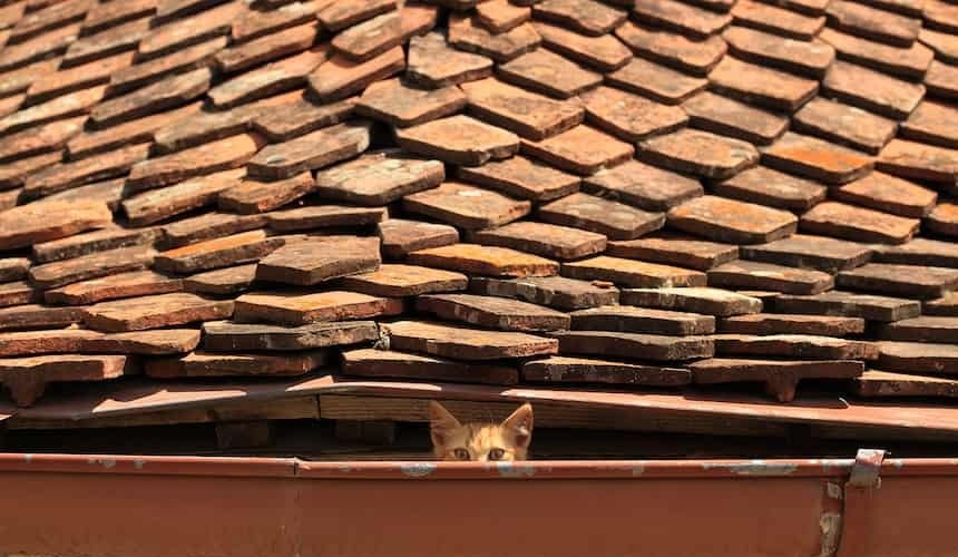 Katze in der Dachrinne Rothaarige Katze sitzt in der Regenrinne