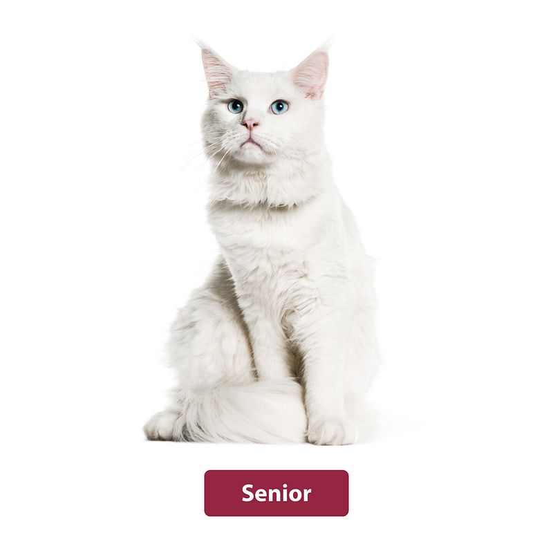 animonda Senior Katzenfutter
