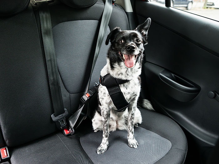 Hunde Transport &Reise Ein Hund sitzt im hinteren Sitz eines Autos und ist sicher mit einem speziellen Sicherheitsgurt für Hunde angeschnallt. Der Blick des Hundes ist voller Vorfreude, während er sich auf die Fahrt vorbereitet.