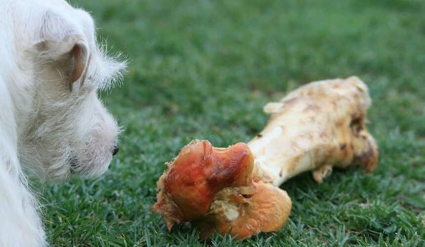 Knochen für den Hund Ein Parson Jack Russell Terrier mit einem großen Knochen
