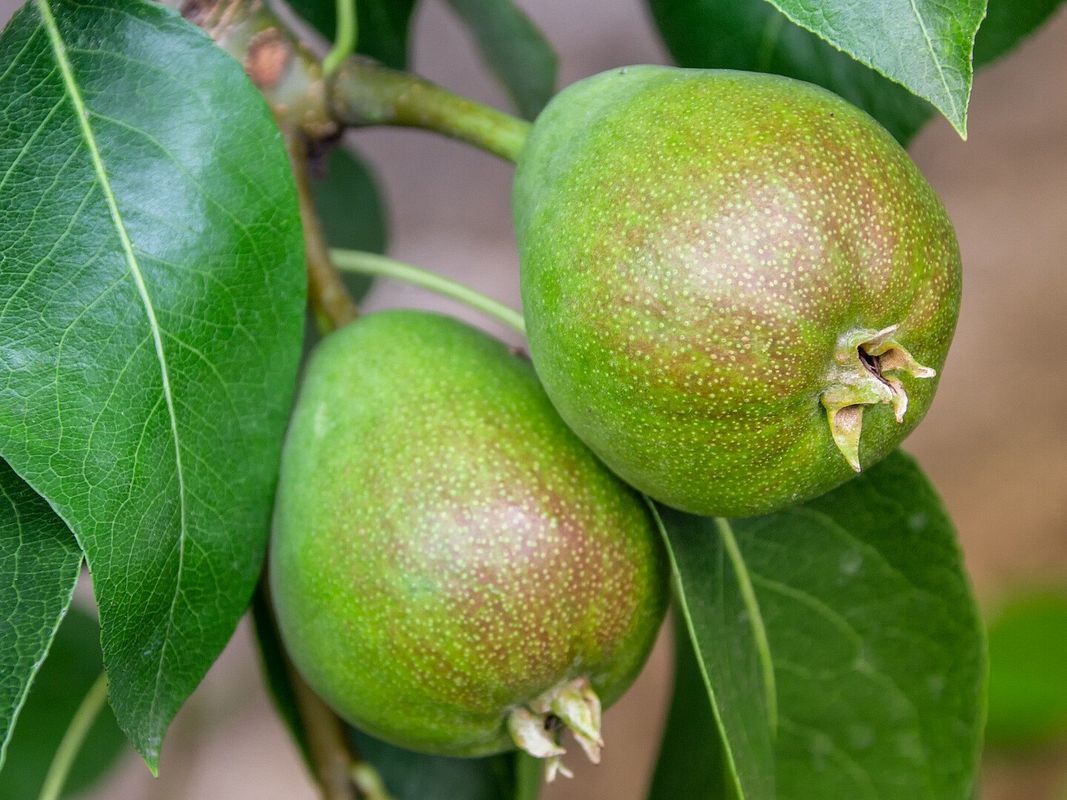 Birnbaum