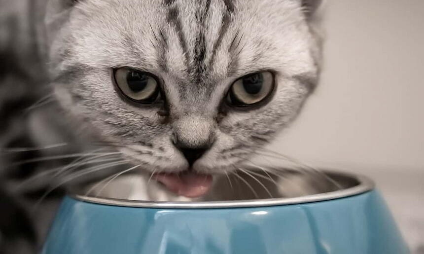 Katze BARF einfach gemacht Katze trinkt aus blauen Napf