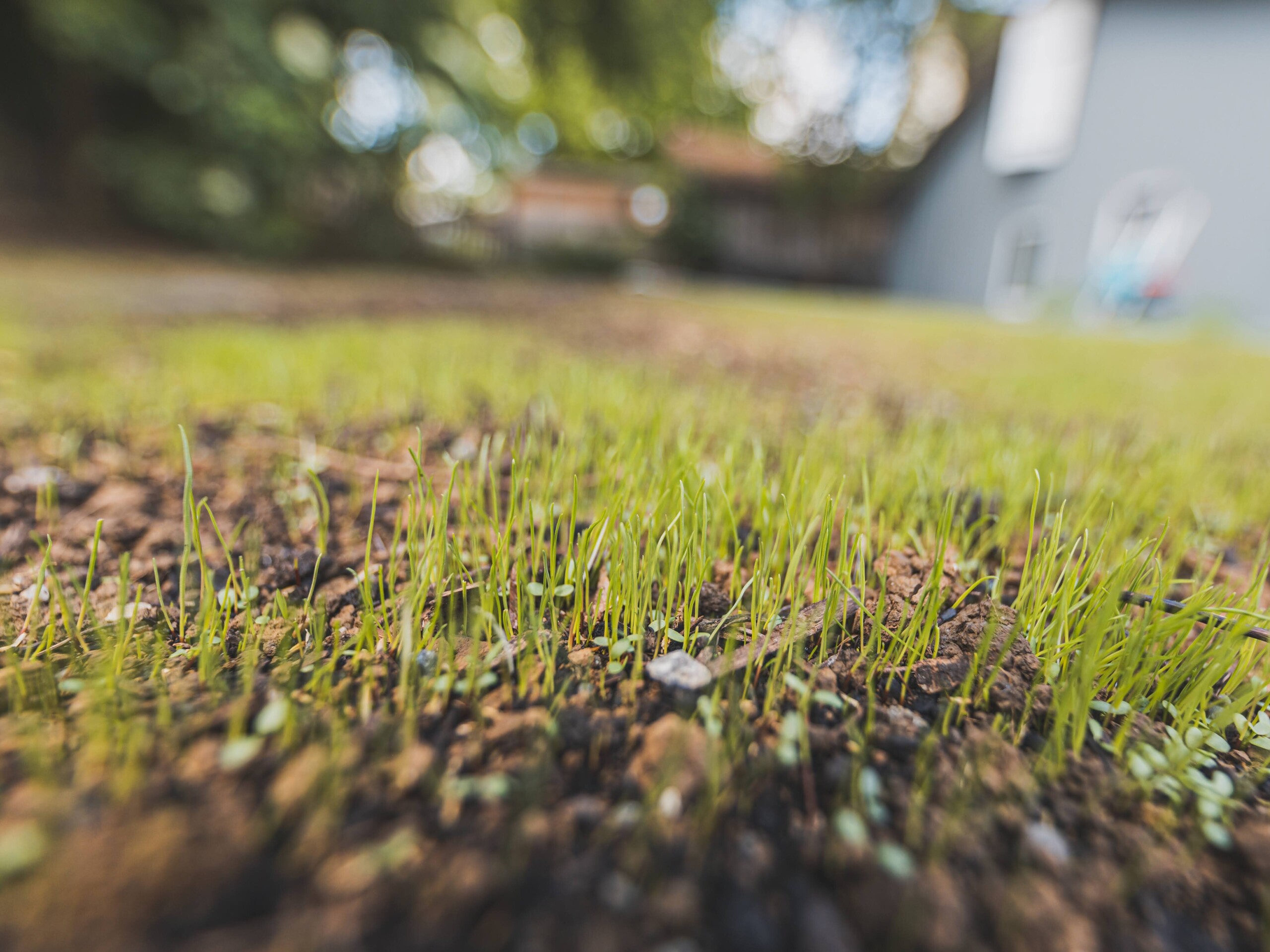 Maulwürfe umweltfreundlich vertreiben
