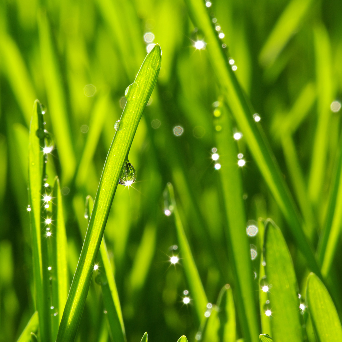 10 Tipps für den Rasen