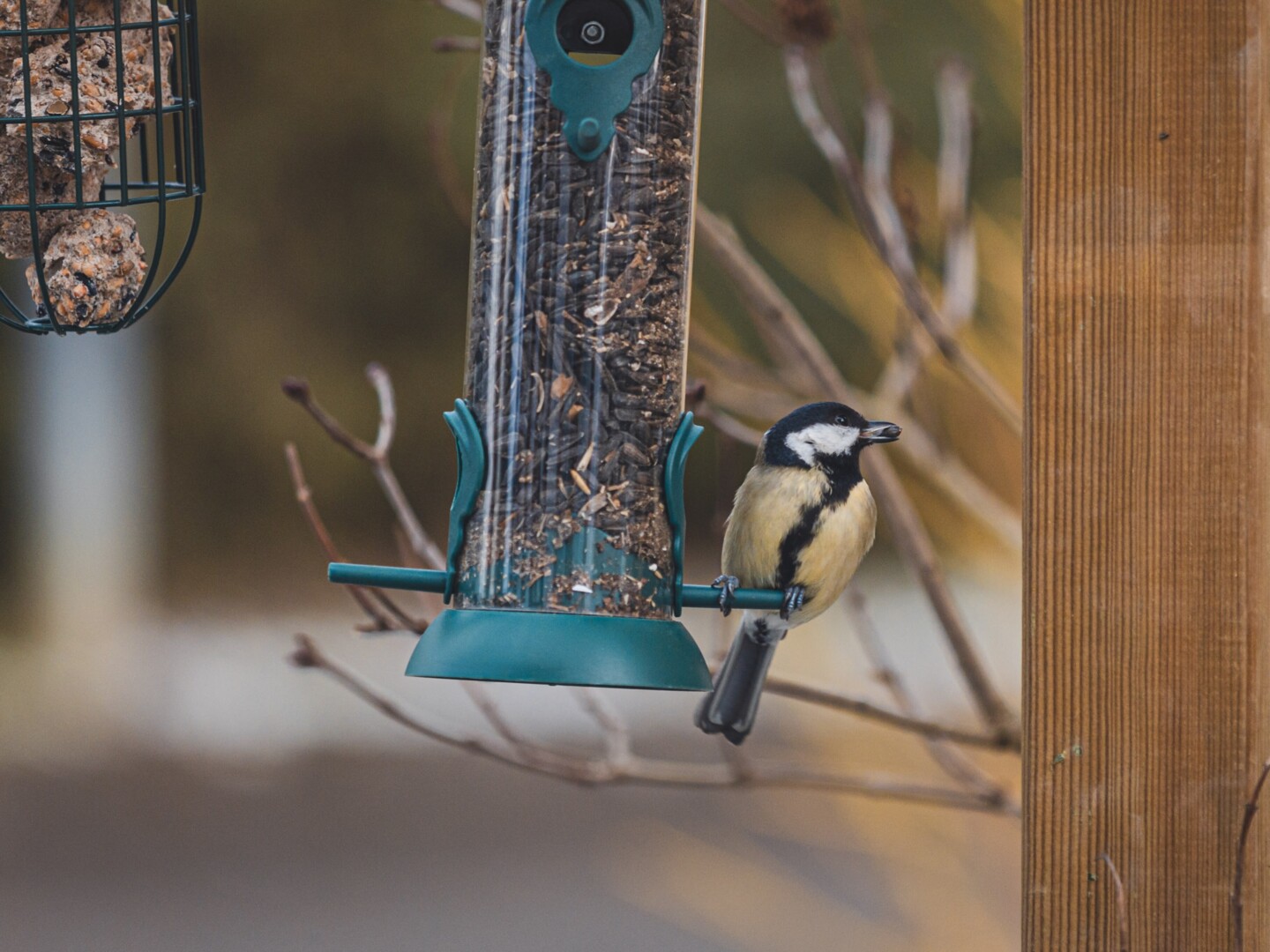 Futterstation: Futterspender mit Meise