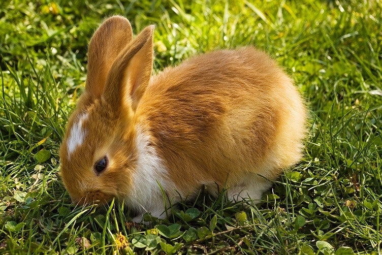 Kaninchenzaun Kaufberatung Kaninchen